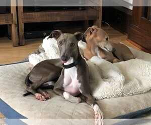 Italian Greyhound Dogs for adoption in St. Louis Park, MN, USA