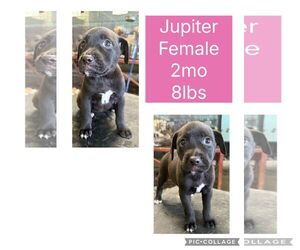 Chihuahua-Labrador Retriever Mix Dogs for adoption in Virginia Beach, VA, USA