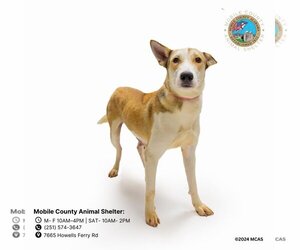 Labrador Retriever-Siberian Husky Mix Dogs for adoption in Mobile, AL, USA