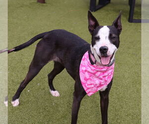 Border Collie-Bull Terrier Mix Dogs for adoption in Rockaway, NJ, USA