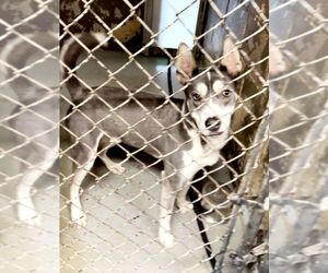 Huskies -Unknown Mix Dogs for adoption in Perth Amboy, NJ, USA