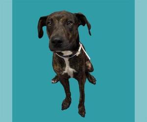 Plott Hound-Unknown Mix Dogs for adoption in Long Beach, CA, USA