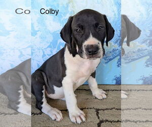 Labrador Retriever-Unknown Mix Dogs for adoption in Rockaway, NJ, USA