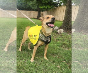 Mutt Dogs for adoption in Dallas, TX, USA