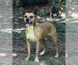 Carolina Dog-Unknown Mix Dogs for adoption in Greenville, SC, USA