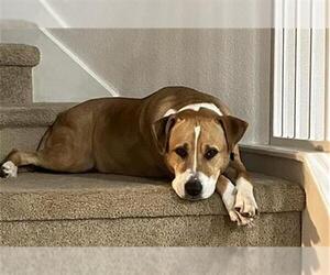 American Staffordshire Terrier Dogs for adoption in San Antonio, TX, USA