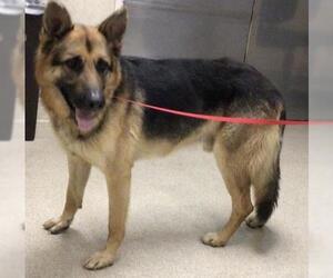 German Shepherd Dog Dogs for adoption in Riverside, CA, USA