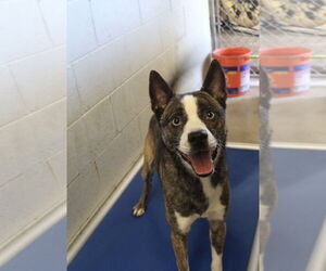 Siberian Husky-Unknown Mix Dogs for adoption in El Centro, CA, USA