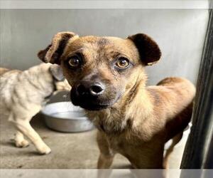 Swedish Vallhund-Unknown Mix Dogs for adoption in San Bernardino, CA, USA