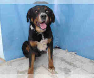 Greater Swiss Mountain Dog Dogs for adoption in Downey, CA, USA
