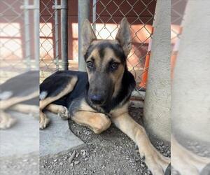 German Shepherd Dog-Unknown Mix Dogs for adoption in Plano, TX, USA