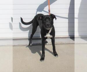 Labrador Retriever-Unknown Mix Dogs for adoption in Louisville, KY, USA