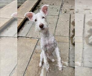 - Mix Dogs for adoption in Toronto, Ontario, Canada