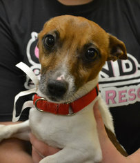 Jack Russell Terrier Dogs for adoption in Akron, OH, USA