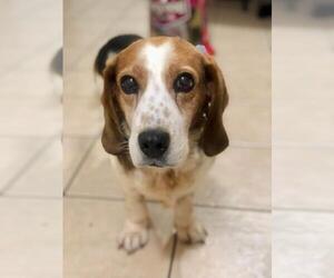 Basset Hound-Unknown Mix Dogs for adoption in Ceres, VA, USA