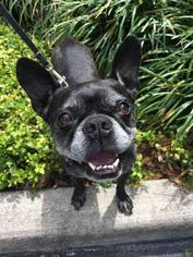 Faux Frenchbo Bulldog Dogs for adoption in Valrico, FL, USA