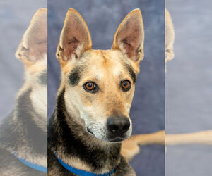 Mutt Dogs for adoption in Rohnert Park, CA, USA