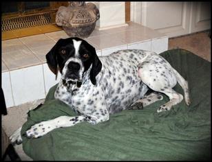 Pointer Dogs for adoption in Denton, TX, USA