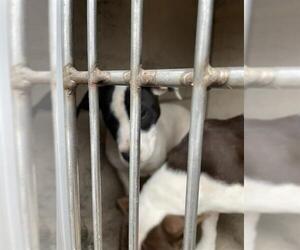 American Pit Bull Terrier-Unknown Mix Dogs for adoption in Oklahoma City, OK, USA