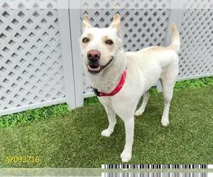 Labrador Retriever-Unknown Mix Dogs for adoption in West Palm Beach, FL, USA
