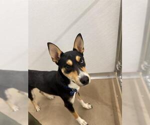 Basenji-Siberian Husky Mix Dogs for adoption in Temple, TX, USA