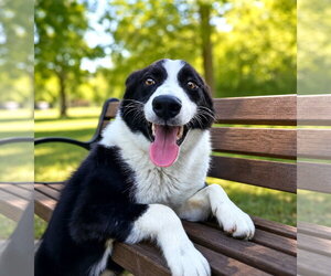 Karelian Bear Dog-Unknown Mix Dogs for adoption in Unionville, PA, USA