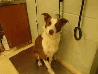 Border Collie Dogs for adoption in Rancho Cucamonga, CA, USA