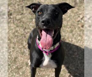 Labrador Retriever-Unknown Mix Dogs for adoption in Aurora, CO, USA