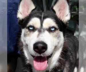 Siberian Husky Dogs for adoption in Von Ormy, TX, USA