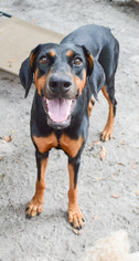 Doberman Pinscher Dogs for adoption in DeLand, FL, USA