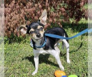 Chihuahua Dogs for adoption in Woodstock , GA, USA