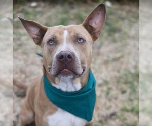 Mutt Dogs for adoption in San Antonio, TX, USA