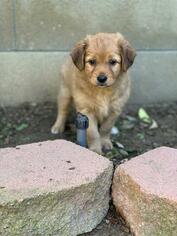 Chi-Corgi Dogs for adoption in Rancho Santa Margarita, CA, USA