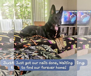 German Shepherd Dog Dogs for adoption in Rocky Point, NC, USA