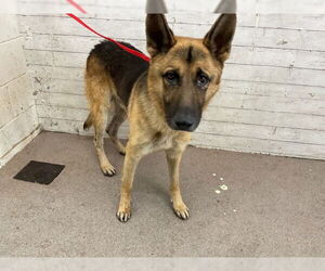 German Shepherd Dog Dogs for adoption in San Bernardino, CA, USA