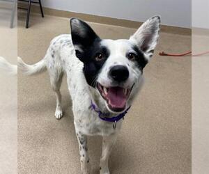 Border Collie-Unknown Mix Dogs for adoption in Aurora, CO, USA