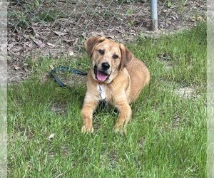 Mutt Dogs for adoption in Boston, MA, USA