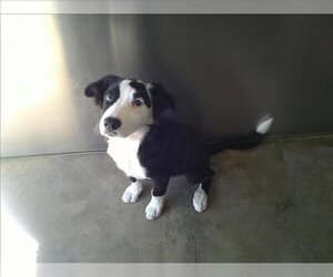 Border Collie-Unknown Mix Dogs for adoption in Norco, CA, USA
