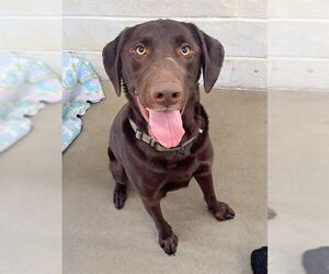 Labrador Retriever Dogs for adoption in Easton, MD, USA