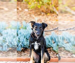 Australian Retriever Dogs for adoption in El Cajon, CA, USA