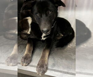 German Shepherd Dog Dogs for adoption in Downey, CA, USA