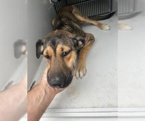 German Shepherd Dog-Unknown Mix Dogs for adoption in Houston, TX, USA