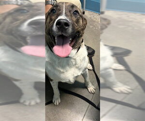 Medium Photo #1 Staffordshire Bull Terrier-Unknown Mix Puppy For Sale in Houston, TX, USA