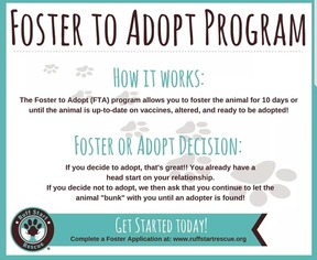 Italian Greyhuahua Dogs for adoption in Princeton, MN, USA
