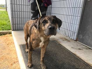 Catahoula Leopard Dog Dogs for adoption in Beckley, WV, USA