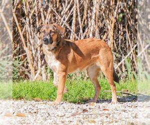 German Shepherd Dog-Unknown Mix Dogs for adoption in Waco, TX, USA