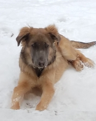 Leonberger Dogs for adoption in Livonia, MI, USA