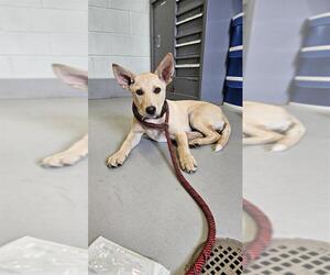 German Shepherd Dog-Huskies Mix Dogs for adoption in Corpus Christi, TX, USA