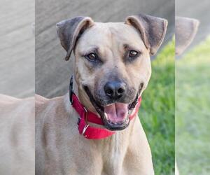 Black and Tan Coonhound-Labrador Retriever-Unknown Mix Dogs for adoption in Miami, FL, USA