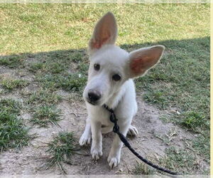 Gerberian Shepsky Dogs for adoption in Claremore, OK, USA